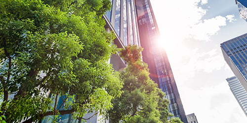 Skyscraper and trees in the sun